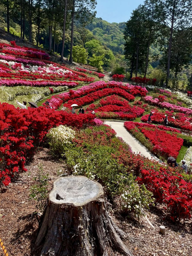 Springtime Bliss at Mimuroto-ji Temple’s Hirado Azalea Garden