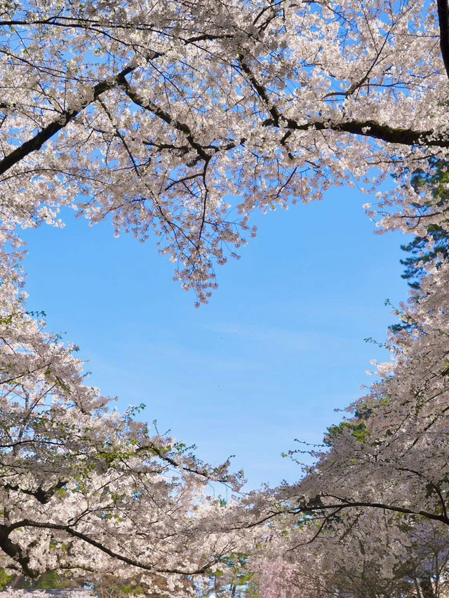 青森弘前城：櫻花簇擁的江戶浪漫 🌸🏯