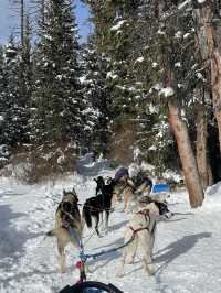 Jackson Hole狗狗拉車體驗遊記 🐾❄️