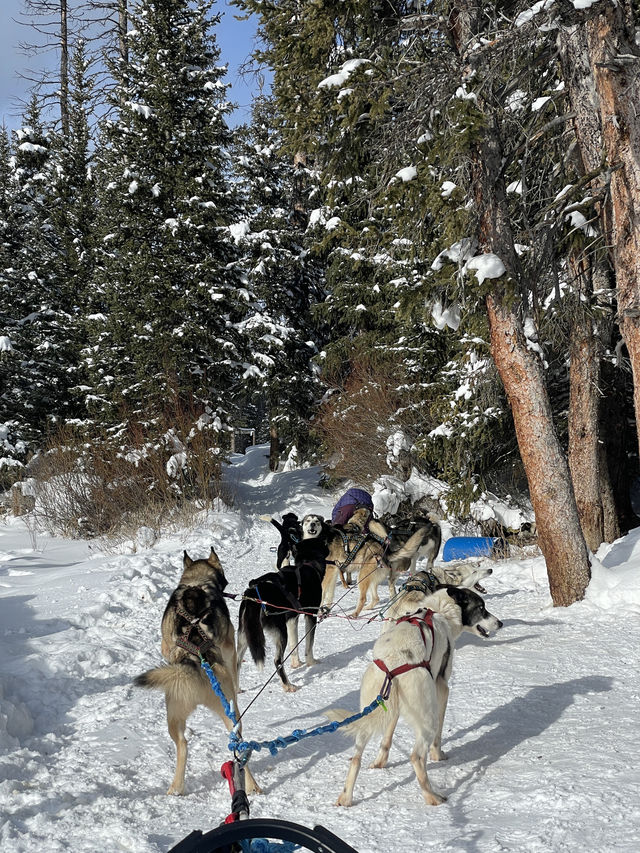 Jackson Hole狗狗拉車體驗遊記 🐾❄️