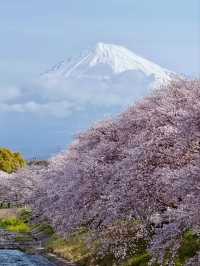 Ryuganbuchi Sakura – A Serene Cherry Blossom Riverside in Fujieda, Shizuoka