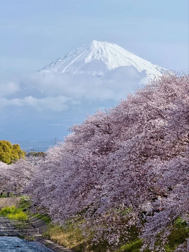 Ryuganbuchi Sakura – A Serene Cherry Blossom Riverside in Fujieda, Shizuoka
