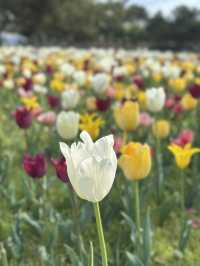 4月去福岡不要錯過這片春日花海