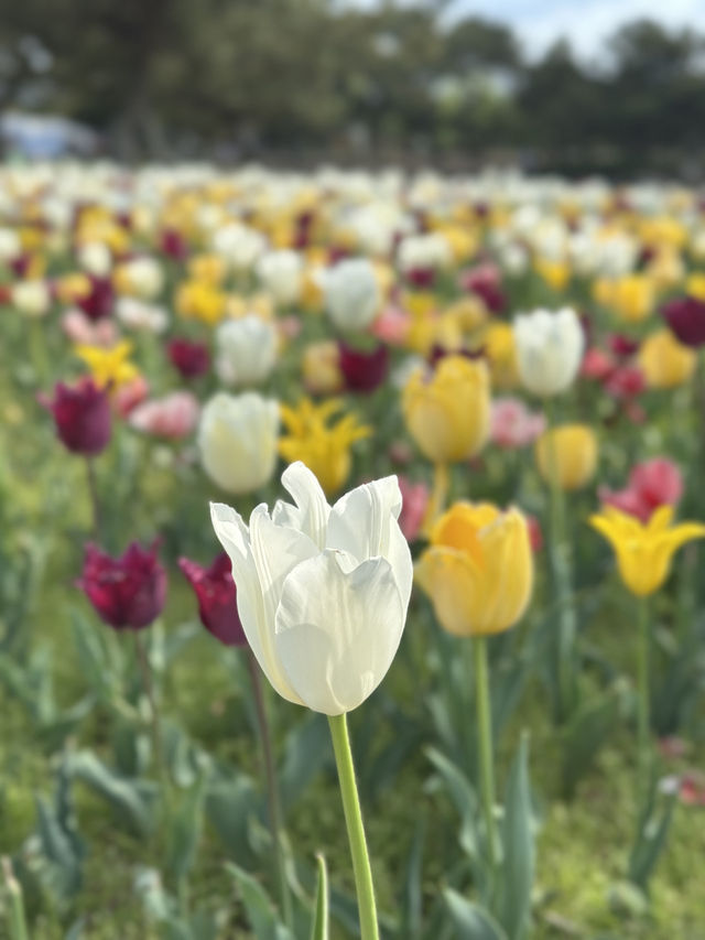 4月去福岡不要錯過這片春日花海