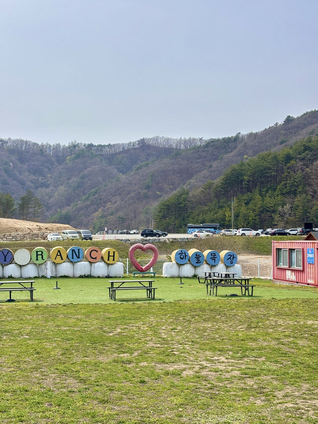 날씨 좋은 날 꼭 가야하는 평창 3대 목장 추천💙☁️