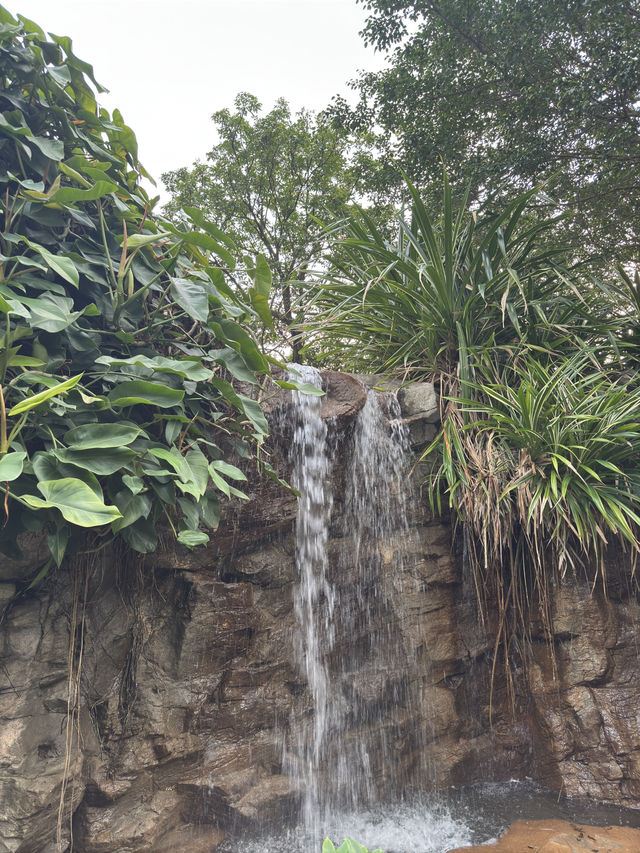 長江公園｜香港偽櫻花