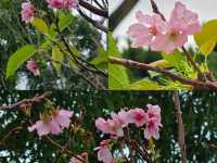 🌸鰂魚涌公園的驚喜🌸