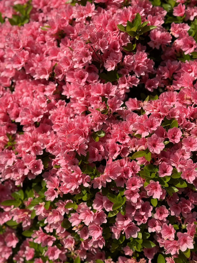 Gorgeous Mount Fuji Blossom in Spring 