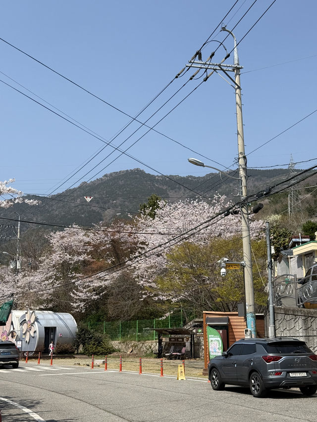 진해구에서 가장 예뻤던 벚꽃 명소