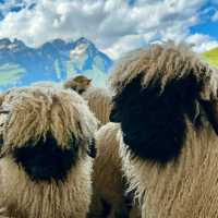 👨‍👩‍👧‍👦 Family-Friendly Zermatt Weekend: Matterhorn Magic for All Ages!