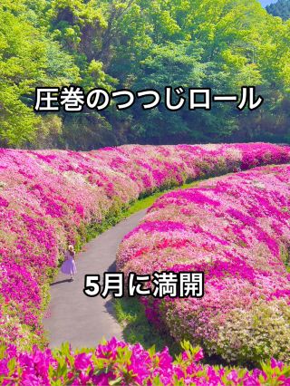 Osaka ❤︎ Azalea Roll that you definitely want to see 🌺