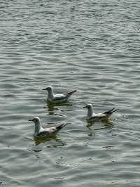 Wings Over Water: A Calm Spring Morning at Haigeng Park
