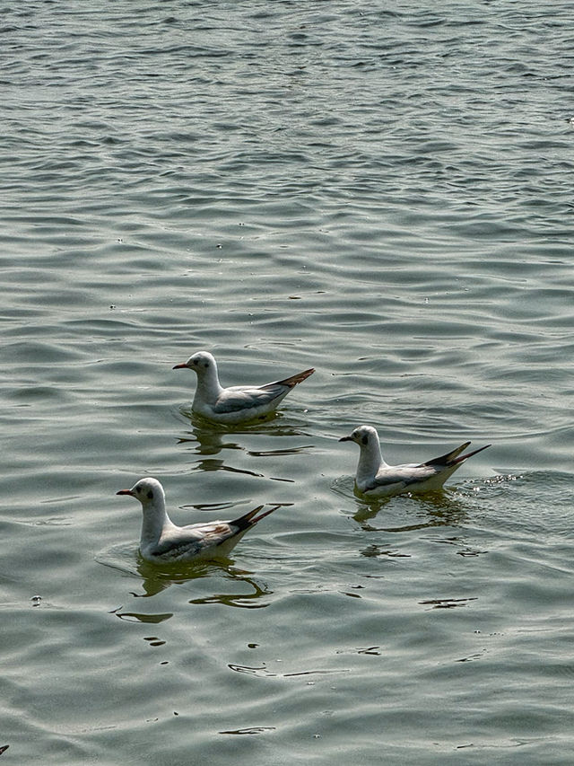Wings Over Water: A Calm Spring Morning at Haigeng Park