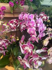 The Bronx in Bloom: The Orchid Show at NYBG