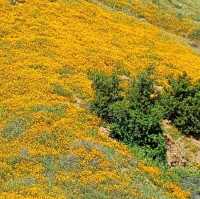 Lake Elsinore Super Bloom – Lake Elsinore, CA