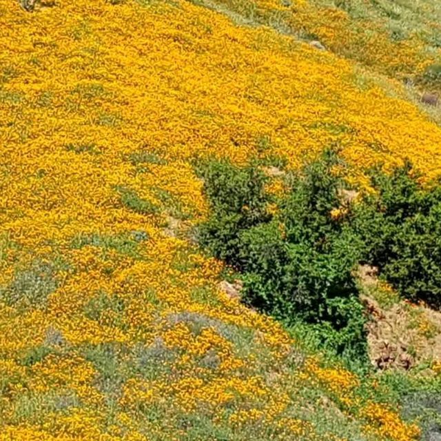 Lake Elsinore Super Bloom – Lake Elsinore, CA