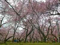 Where Cherry Blossoms & History Collide