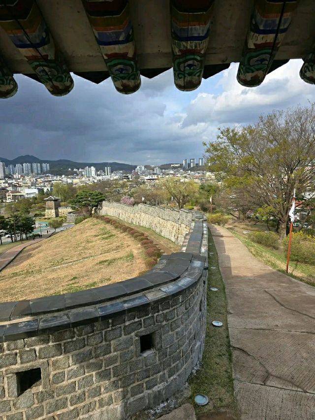 Suwon in Bloom: Cherry Blossoms Amidst Historic Beauty
