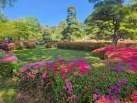 “The Petal-Crowned Heart of Tokyo”