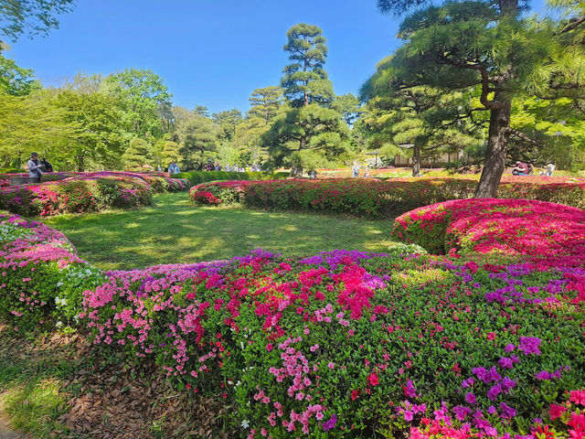 “The Petal-Crowned Heart of Tokyo”
