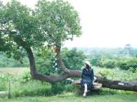 คาเฟ่และที่พักลานกางเต๊นท์กลางเขาวังน้ำเขียว