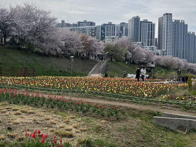 산책하기 좋은 서울 산책로 ‘안양천’ 🍀