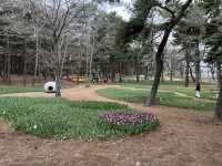 🌸【春日花季攻略】國營常陸海濱公園｜錯過粉蝶花也不怕，鬱金香、櫻花、童話風車一次收服你的鏡頭！