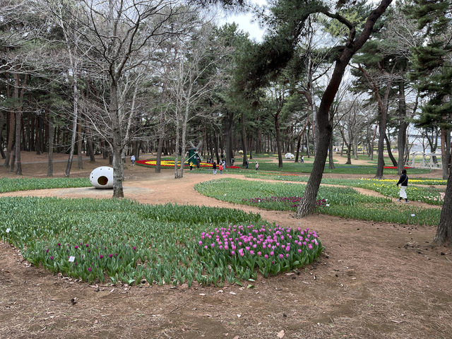 🌸【春日花季攻略】國營常陸海濱公園｜錯過粉蝶花也不怕，鬱金香、櫻花、童話風車一次收服你的鏡頭！