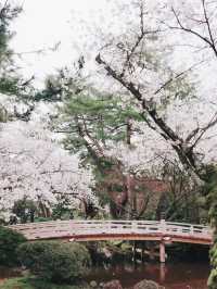 Petals of Perfection — Spring Elegance at Kenrokuen, Kanazawa