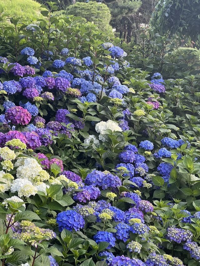 청주 수국 카페 공간 🌸