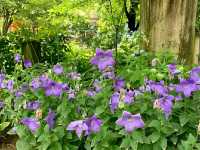 Katsunuma Garden – A Hidden Vineyard Paradise in Yamanashi