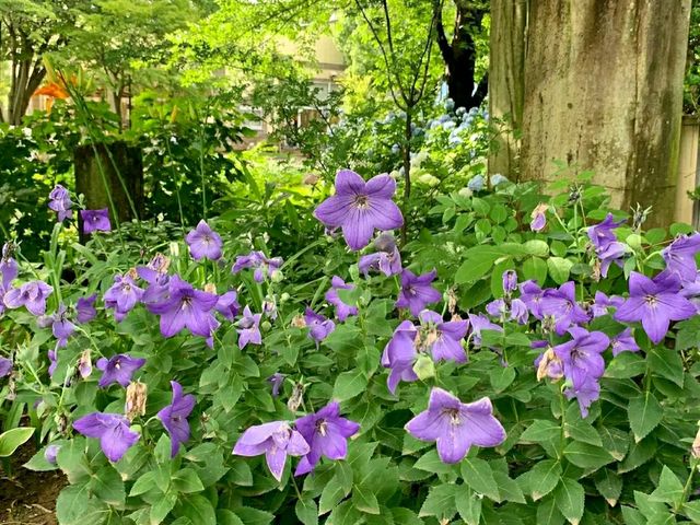 Katsunuma Garden – A Hidden Vineyard Paradise in Yamanashi