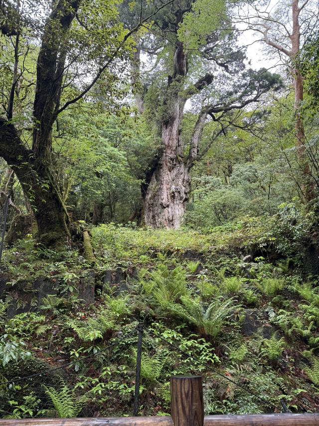 【屋久島】縄文杉トレッキング