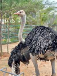 Batam Zoo Paradise