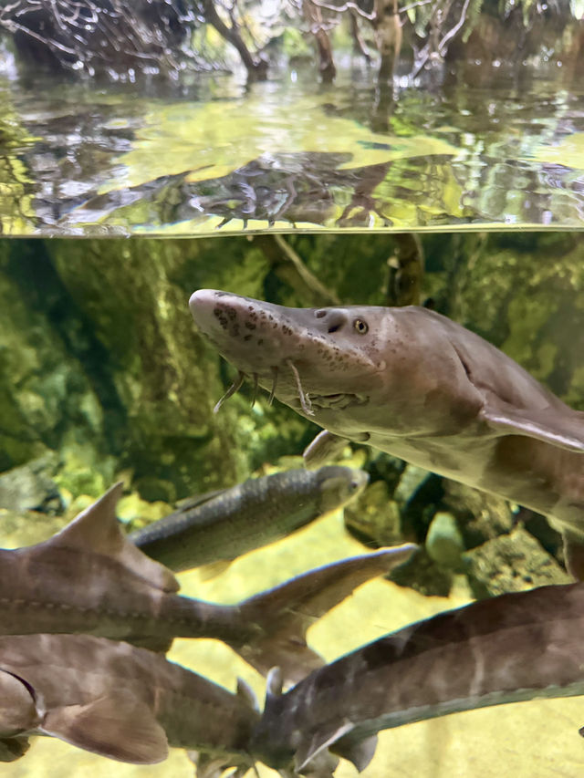 Dive into Wonder: A Day at Lotte World Aquarium