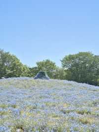 青とピンクの絶景絨毯で夢のような映え写真体験💙🌸※観光攻略情報付き