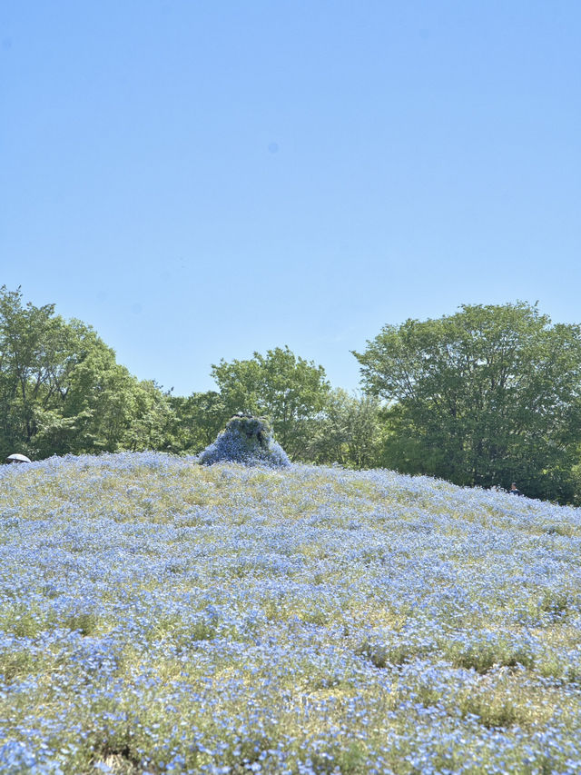 青とピンクの絶景絨毯で夢のような映え写真体験💙🌸※観光攻略情報付き