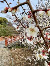 A Relaxing Day in Nara – Where History Meets Art