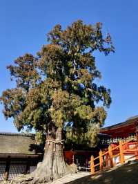 A Peaceful Day at Kasuga Taisha Shrine 🦌
