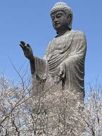 🌸【佛光與櫻影的交會】牛久大佛春日巡禮—一場身心靈共鳴的靜心旅行