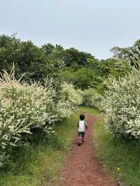 濟州島 Ecoland 生態主題樂園