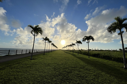 那覇空港から15分！南国感あふれる“ヤシの木ロード” | Trip.com 豊見城