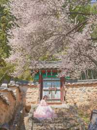 이른 벚꽃을 만난듯 역대급으로 예뻤던 매화 스팟🌸