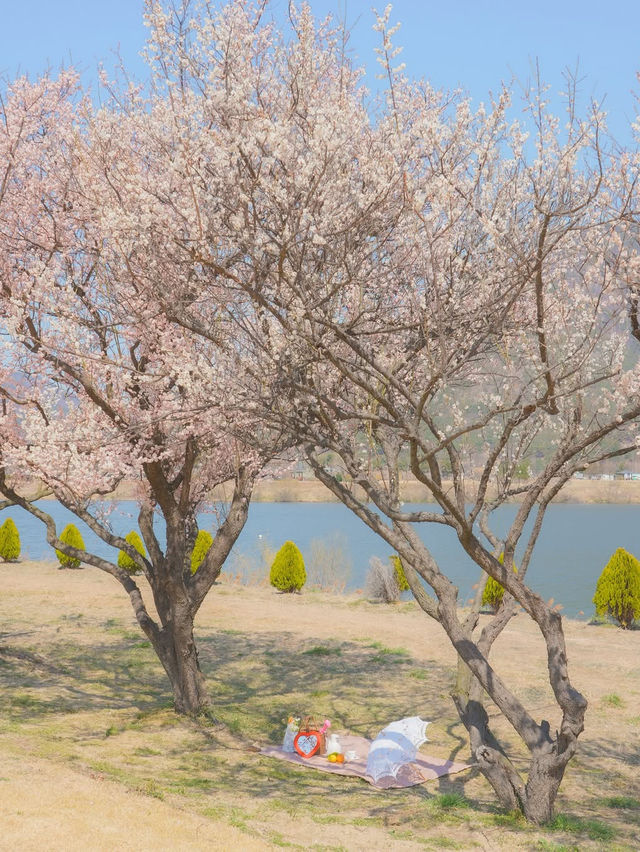 이번 주, 낙동강변에서 매화 피크닉 어때요?🌸❤️