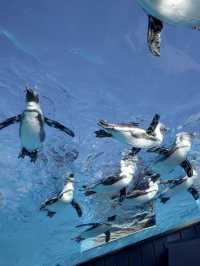 🐧【池袋 サンシャイン水族館】空に浮かぶ水族館で、日常をふわっと離れて。 