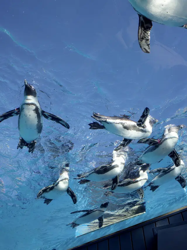 【池袋陽光水族館】在空中漂浮的水族館,讓日常生活輕輕遠離。