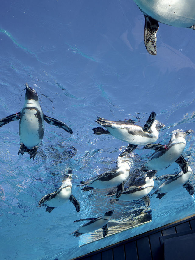 🐧【池袋 サンシャイン水族館】空に浮かぶ水族館で、日常をふわっと離れて。 
