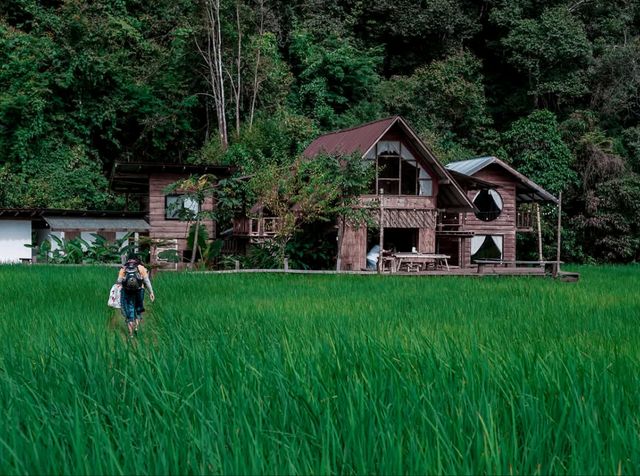 โฮมสเตย์เชียงใหม่...รอบบ้านมีนา🌾 บนฟ้ามีดาว⭐