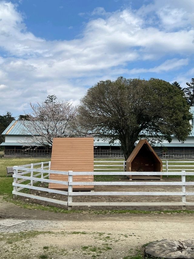 日本親子遊🇯🇵東京近郊，放羊體驗，千本松牧場🐴🐰🐄🐃🐑