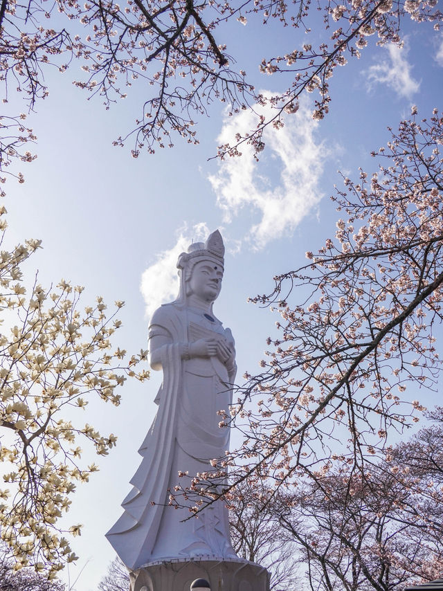 宮城・春日櫻花散策路線｜ 船岡城址公園＆一目千本櫻